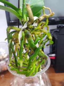 蝴蝶兰可以水养吗 蝴蝶兰可否以水养？