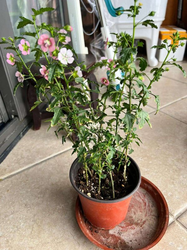 木槿好养吗