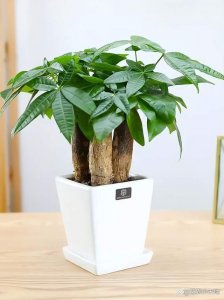 招财树喜不喜欢阳光 招财树喜欢阳光吗？