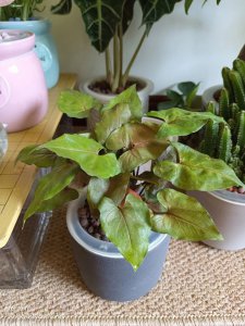 合果芋可以水养吗 合果芋能否用水养？
