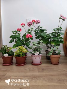 天竺葵用多大的盆合适 天竺葵适合种植在什么样大小的盆中？