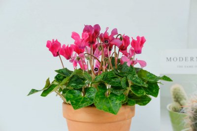 仙客来喜不喜欢阳光 仙客的喜好阳光还是阴天？