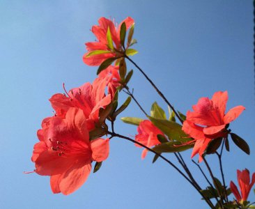 杜鹃花喜不喜欢阳光 喜欢阳光的杜鹃花

杜鹃花对阳光的喜好