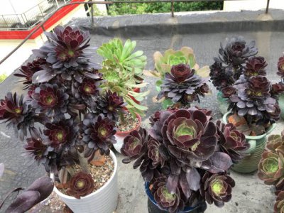 黑法师可以水养吗 黑法师适合水培吗？
