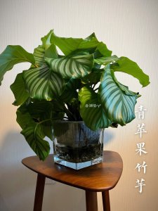 青苹果竹芋可以水养吗 青苹果竹芋适合水养吗？