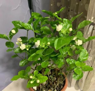 茉莉花喜不喜欢阳光 茉莉花是否喜欢阳光？