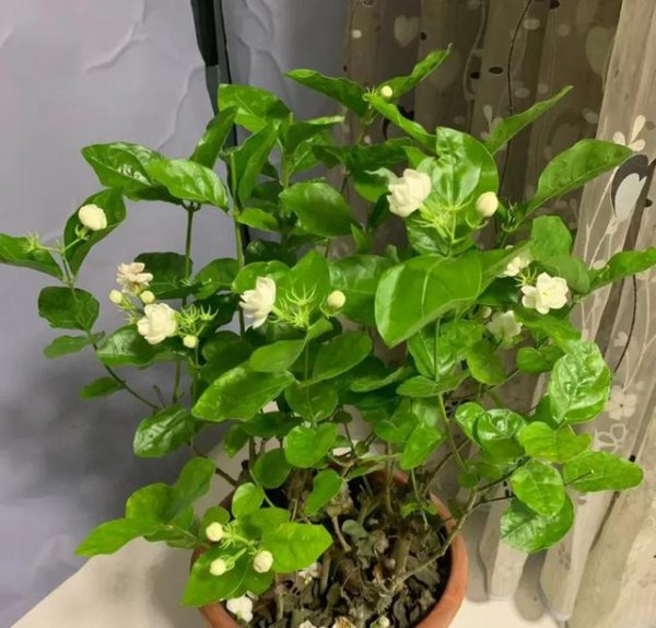 茉莉花喜不喜欢阳光