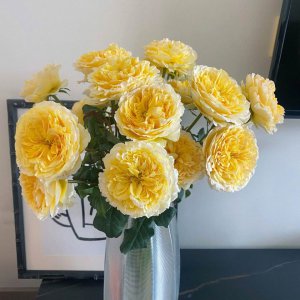 玫瑰花喜不喜欢阳光 喜欢阳光的玫瑰花
玫瑰花对阳光的喜好