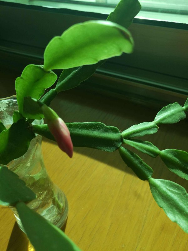 蟹爪兰可以水养吗
