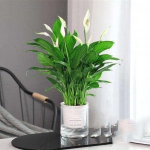 白掌可以水养吗 可以用水养白掌吗？
养白掌适合水养吗？