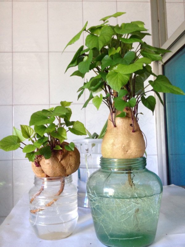 土豆可以水养吗