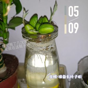 枇杷可以水养吗 可以用水养枇杷吗？
枇杷适合水养吗？