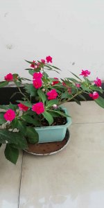 水梅花好养吗 水梅花易养吗？