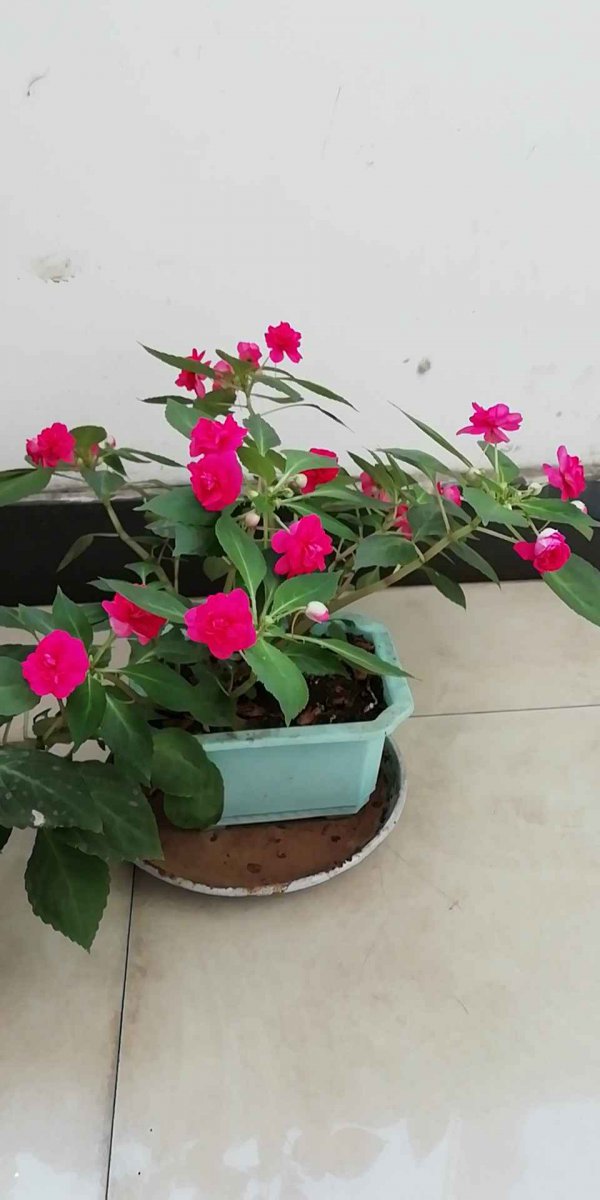 水梅花好养吗