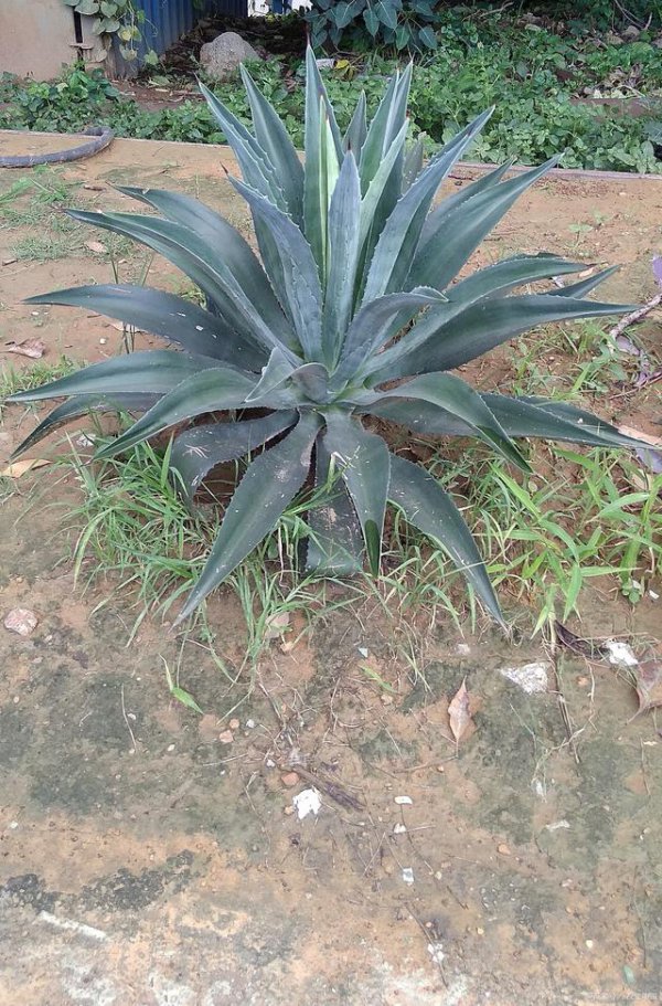 龙舌兰好养吗