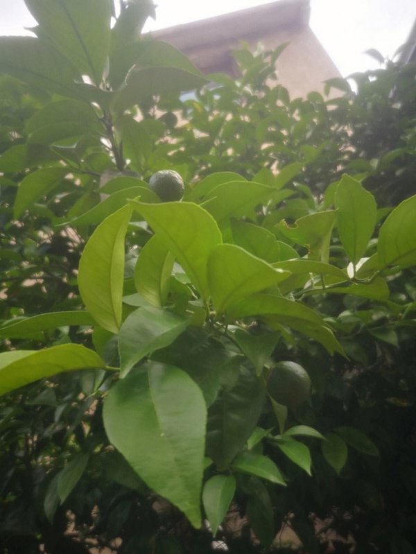 桔子树什么时候发芽长叶