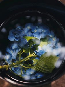 绣球花可以水养吗 绣球花适合水养吗？