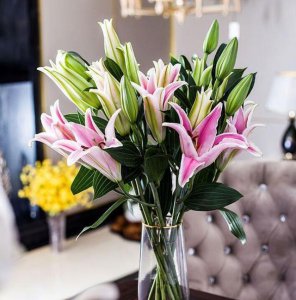 百合花可以水养吗 百合花适合水培吗？