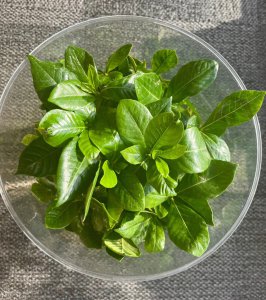 栀子花可以水养吗 可以水养栀子花吗？
栀子花适合水养吗？