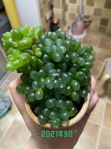 玉露好养吗 养玉露容易吗？