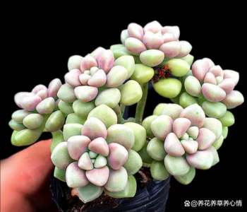 姬秋丽好养吗 姬秋丽适合养吗？