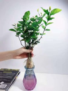 茉莉花可以水养吗 茉莉花适合水培吗？