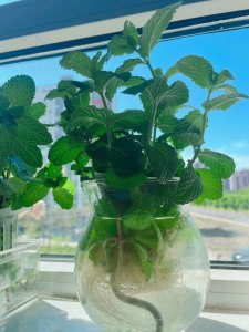 薄荷可以水养吗 可以用水养薄荷吗？
薄荷适合水养吗？