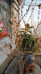 石榴树什么时候发芽长叶 石榴树何时开始生长新叶？