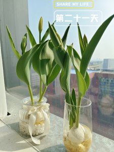 郁金香可以水养吗 郁金香适合水培吗？