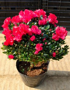 杜鹃花可以水养吗 杜鹃花适合水培吗？