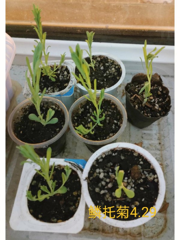菊花什么时候发芽长叶