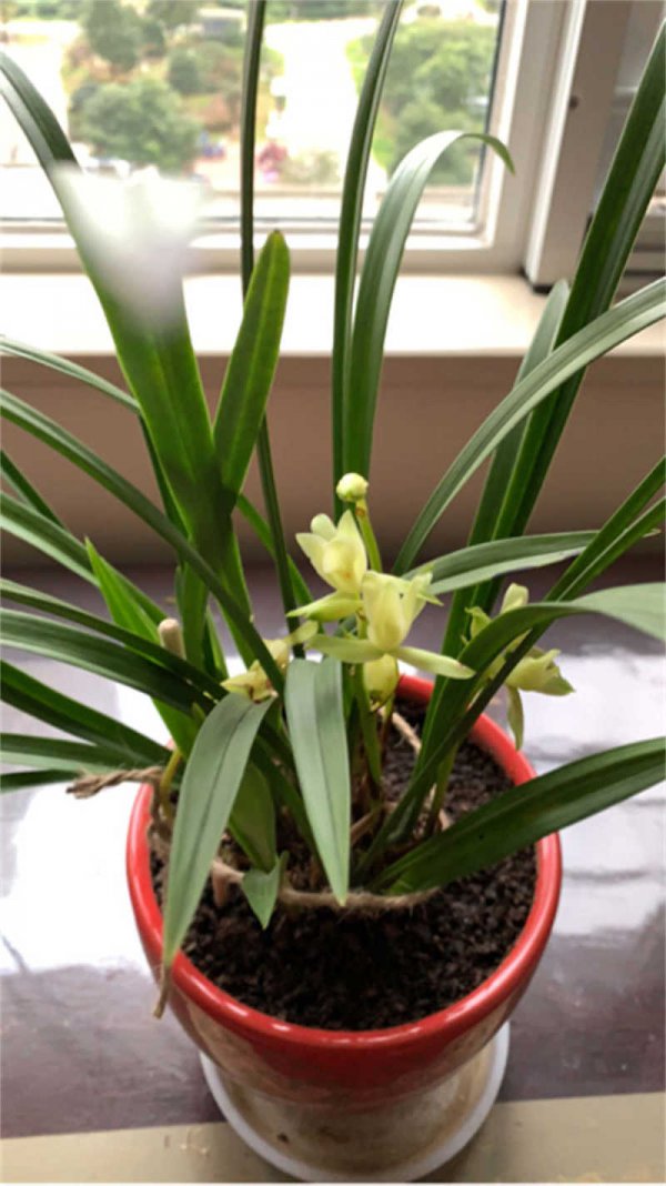 四季兰花可以水养吗