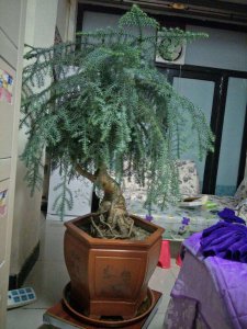 澳洲杉好养吗 养澳洲杉容易吗？