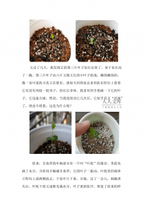 含羞草什么时候发芽长叶 含羞草何时生长出叶子？
