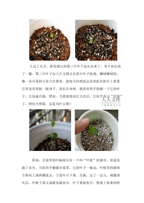 含羞草什么时候发芽长叶
