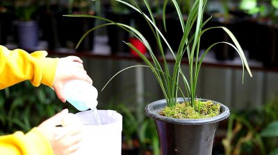 兰花可以浇淘米水吗 兰花适合使用淘米水浇灌吗？