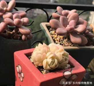 多肉可以浇淘米水吗 多肉植物适合使用淘米水浇灌吗？