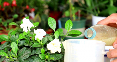 栀子花可以用啤酒浇吗 栀子花可以用啤酒来浇灌吗？