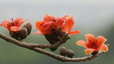 木棉花可以水养吗 木棉花可否养水？
