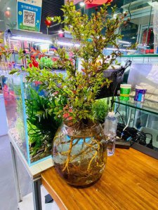 水杨梅可以水养吗 可以水养水杨梅吗？
水杨梅适合水养吗？