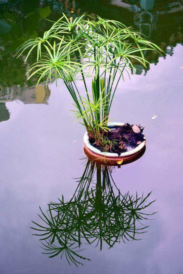 长寿竹可以水养吗