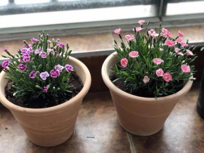 石竹花怎么水养 石竹花的水养方法