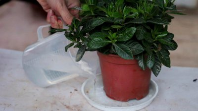 栀子花可以浇淘米水吗 栀子花可以用淘米水浇灌吗？