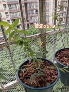 蓝莓什么时候发芽长叶 蓝莓何时开始生长叶子？