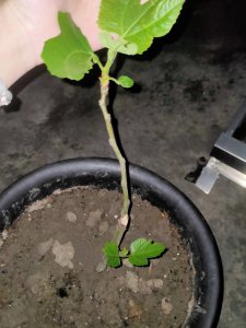 无花果什么时候发芽长叶 无花果何时会开始发芽生长叶子