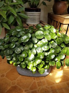 金钱草好养吗 金钱草易养吗？
