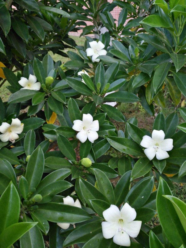 非洲茉莉好养吗