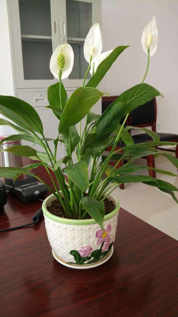 一帆风顺好养吗