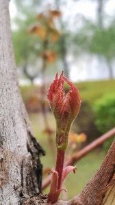 红枫什么时候发芽长叶 红枫何时长叶发芽
红枫何时开始生长叶子