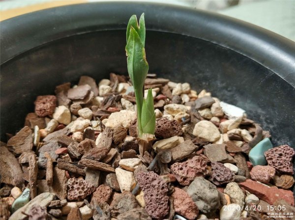 春兰什么时候发芽长叶